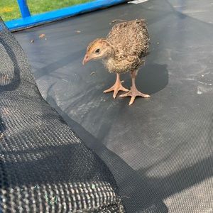 Meet your Posher, Fordena